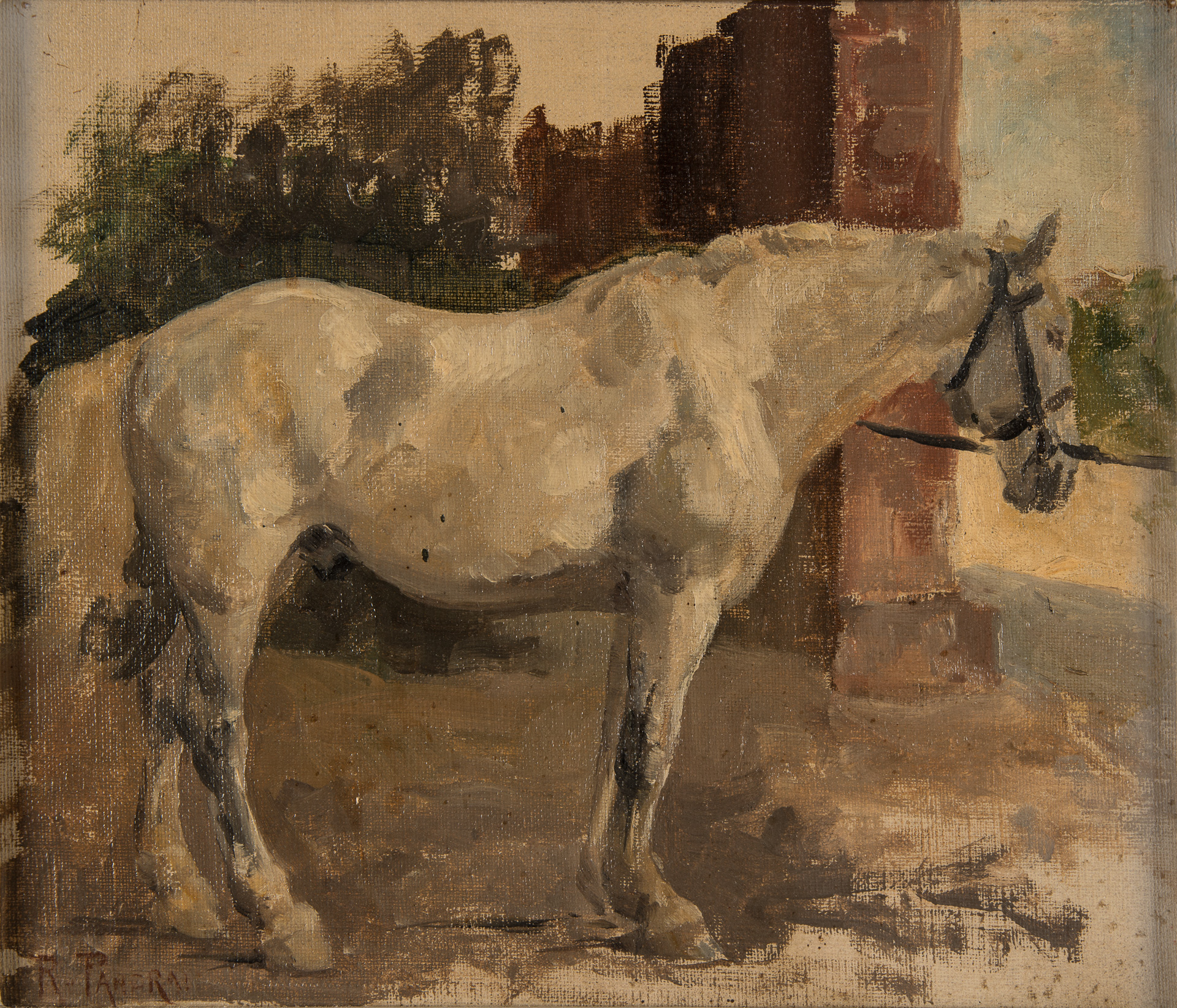 Cavallo bianco